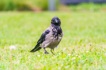 Hooded crow, corvus cornix, standing on the lawn in the spring or summer