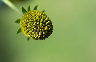 Close-up of a bud, bud of coneflower, close-up of Rudbeckia laciniata, bud of Echinacea