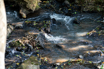 Natural wild landscape of the Atlantic Forest and Brazilian rainforest