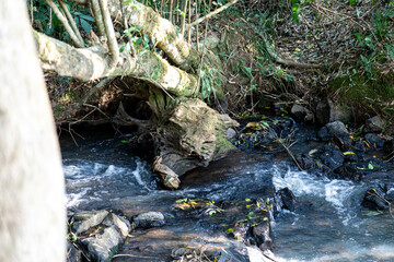 Natural wild landscape of the Atlantic Forest and Brazilian rainforest