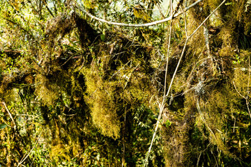 Natural wild landscape of the Atlantic Forest and Brazilian rainforest