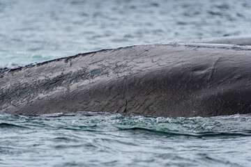 Obraz premium Close-up of the back of a diving humpback whale -Megaptera novaeangliae- including the dorsal fin and blow hole. Image taken in the Graham passage, near trinity island, in the Antarctic peninsula.