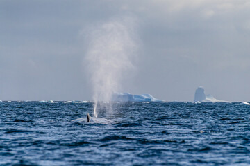 Close-up of the lateral fin of a sleeping Humpback Whale -Megaptera novaeangliae- blowing out a plume of water, against the background of a giant tabular iceberg, near Graham passage and Charlotte Bay