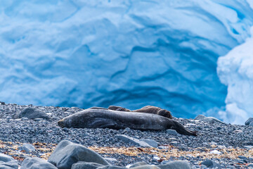 Close-up of a Weddell seal - Leptonychotes weddellii- at Mikkelsen harbour, along the Antarctic peninsula