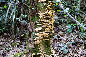 Natural wild landscape of the Atlantic Forest and Brazilian rainforest