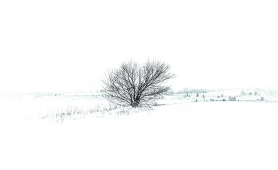 A lonely bare tree stands against the background of a huge snow-covered landscape, creating a feeling of solitude and tranquility