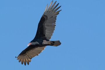 A majestic Turkey Vulture is gliding gracefully against a stunningly pristine blue backdrop,...