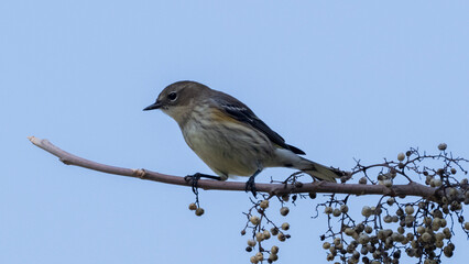 A charming little bird gently rests on a delicate branch, surrounded by the breathtaking beauty of nature