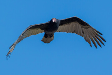 A majestic buzzard is gliding gracefully through the air against a clear and vast blue sky overhead