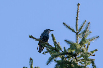 A colorful bird elegantly rests atop a tall pine tree, showcasing its stunning plumage beneath the bright sunlight