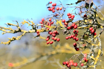 Hawthorn branch (Crataegus) with fruits in autumn