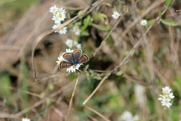 A small butterfly (Lycaenidae) on flowers
