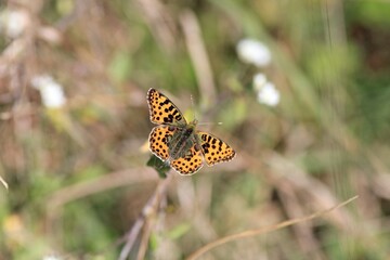 An orange butterfly (Nymphalidae) on a plant
