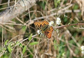 An orange butterfly (Nymphalidae) on a plant
