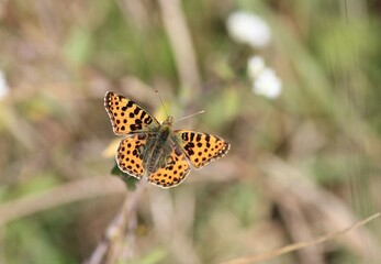 An orange butterfly (Nymphalidae) on a plant
