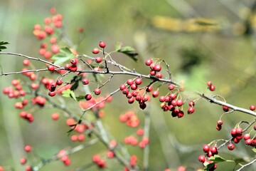 Hawthorn branch (Crataegus) with fruits in autumn