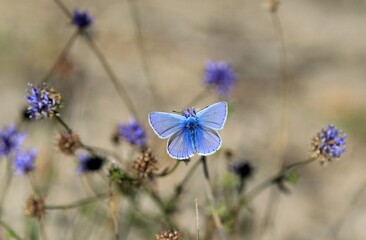 A small butterfly (Lycaenidae) on flowers
