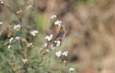A small butterfly (Lycaenidae) on flowers
