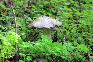 Mushrooms in a clearing in the forest after the rain