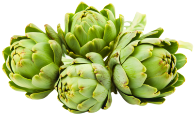 Artichoke isolated and vegetable vegetarian with organic healthy green fresh raw plant, whole leaves and heart with gourmet thistle slices