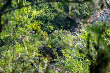 Natural wild landscape of the Atlantic Forest and Brazilian rainforest