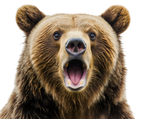 Bear surprised and shocked animal with isolated wow open mouth and amazed terrified afraid, forest mammal with fearful panic reaction