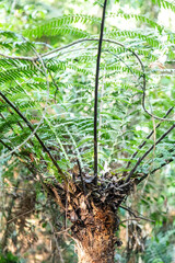 Natural wild landscape of the Atlantic Forest and Brazilian rainforest