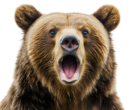 Bear surprised and shocked animal with isolated wow open mouth and amazed terrified afraid, forest mammal with fearful panic reaction