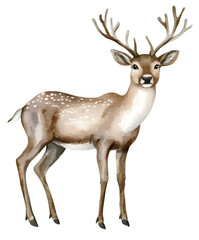 Deer Watercolor clipart isolated 