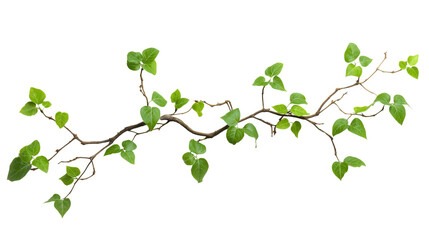 Liana branch and wild tropical with lush jungle rainforest and graceful leaves vine green plant isolated, climbing botanical with twisted natural foliage