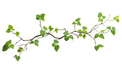 Liana branch and wild tropical with lush jungle rainforest and graceful leaves vine green plant isolated, climbing botanical with twisted natural foliage