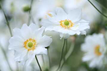 white flowers of the autumn anemone, flowers of the large anemone, beautiful white flowers with yellow pollen pistils