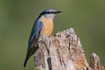 Fototapeta premium Common bird Sitta europaea aka Eurasian nuthatch perched on sunny spot. Close-up portrait. Isolated on blurred background. Early autumn.