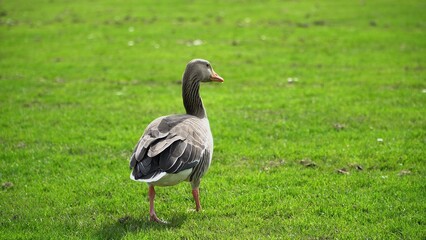 A Serene Duck Resting Calmly Near The Riverbank, Surrounded By Lush Greenery, Capturing The Tranquil Beauty Of Wildlife In Its Natural Habitat, Peacefully Coexisting With Nature.