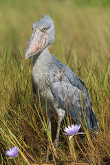 The shoebill (Balaeniceps rex)