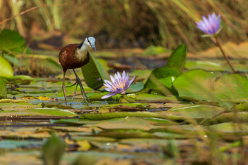 African jacana (Actophilornis africanus)