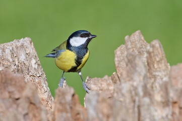 Parus major aka great tit perched on the dry tree in funny pose. Common bird in Czech republic. Isolated on blurred background.
