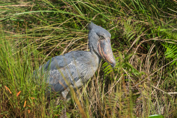 The shoebill (Balaeniceps rex)