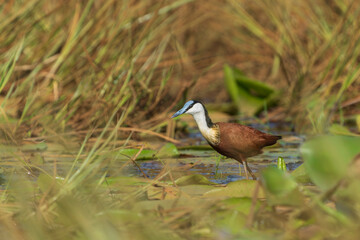 African jacana (Actophilornis africanus)