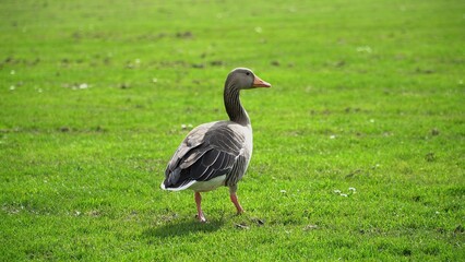 A Serene Duck Resting Calmly Near The Riverbank, Surrounded By Lush Greenery, Capturing The Tranquil Beauty Of Wildlife In Its Natural Habitat, Peacefully Coexisting With Nature.	
