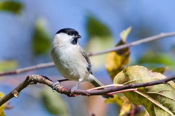 Poecile palustris aka marsh tit perched on the branch. Common bird in Czech republic. Colorful autumn leaves background.