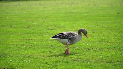 A Serene Duck Resting Calmly Near The Riverbank, Surrounded By Lush Greenery, Capturing The Tranquil Beauty Of Wildlife In Its Natural Habitat, Peacefully Coexisting With Nature.	
