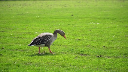 A Serene Duck Resting Calmly Near The Riverbank, Surrounded By Lush Greenery, Capturing The Tranquil Beauty Of Wildlife In Its Natural Habitat, Peacefully Coexisting With Nature.	
