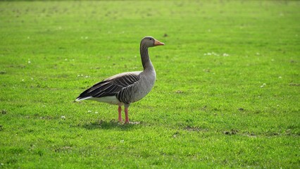 A Serene Duck Resting Calmly Near The Riverbank, Surrounded By Lush Greenery, Capturing The Tranquil Beauty Of Wildlife In Its Natural Habitat, Peacefully Coexisting With Nature.	
