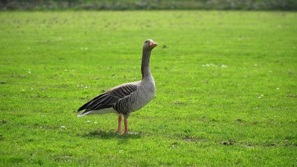A Serene Duck Resting Calmly Near The Riverbank, Surrounded By Lush Greenery, Capturing The Tranquil Beauty Of Wildlife In Its Natural Habitat, Peacefully Coexisting With Nature.	
