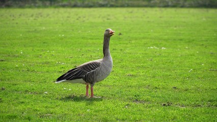 A Serene Duck Resting Calmly Near The Riverbank, Surrounded By Lush Greenery, Capturing The Tranquil Beauty Of Wildlife In Its Natural Habitat, Peacefully Coexisting With Nature.	
