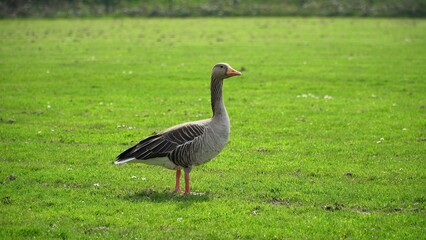 A Serene Duck Resting Calmly Near The Riverbank, Surrounded By Lush Greenery, Capturing The Tranquil Beauty Of Wildlife In Its Natural Habitat, Peacefully Coexisting With Nature.	

