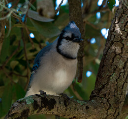 blue jay in a tree