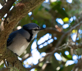 blue jay on a branch