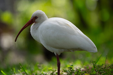yellow billed stork
